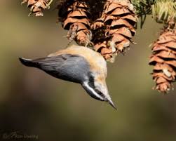 Image result for Sitta canadensis