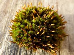 Attēlu rezultāti vaicājumam “Orthotrichum anomalum”