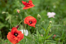 Image result for Papaver orientale