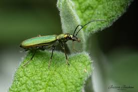 Attēlu rezultāti vaicājumam “Chrysanthia viridissima”