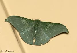 Attēlu rezultāti vaicājumam “Microcalicium disseminatum”