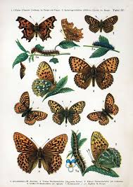 Attēlu rezultāti vaicājumam “Clossiana selene”