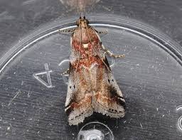 Attēlu rezultāti vaicājumam “Acrobasis advenella”