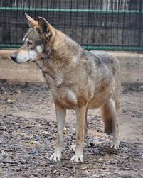 Image result for canis lupus arabs