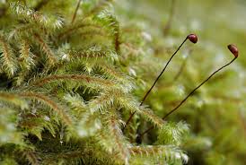 Attēlu rezultāti vaicājumam “Bazzania trilobata”