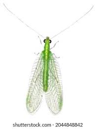 Attēlu rezultāti vaicājumam “Chrysopidae”