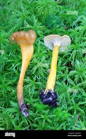 Attēlu rezultāti vaicājumam “Leotia lubrica”