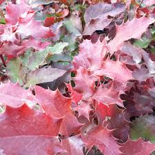 Attēlu rezultāti vaicājumam “Mahonia aquifolium leaf”