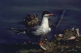 Image result for Sterna forsteri