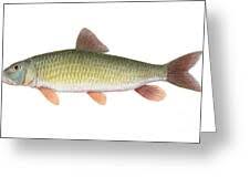 Image result for Moxostoma carinatum