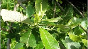 Attēlu rezultāti vaicājumam “Salix cinerea leaf”
