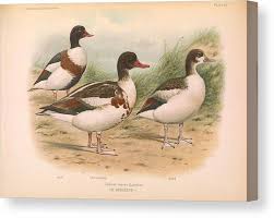 Attēlu rezultāti vaicājumam “Tadorna tadorna”