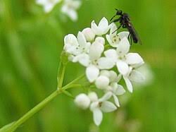 Attēlu rezultāti vaicājumam “Galium palustre fruit”