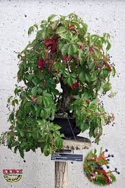 Image result for parthenocissus bonsai