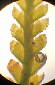 Attēlu rezultāti vaicājumam “Anastrophyllum minutum”