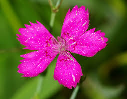 Attēlu rezultāti vaicājumam “Dianthus deltoides flower”