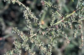 Attēlu rezultāti vaicājumam “Atriplex patula”