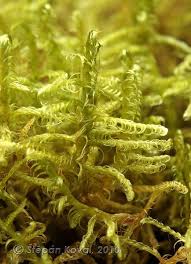 Attēlu rezultāti vaicājumam “Sanionia uncinata”