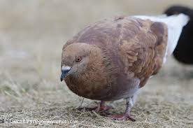 Attēlu rezultāti vaicājumam “Columba livia f. domestica adult”