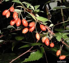 Attēlu rezultāti vaicājumam “Berberis thunbergii fruit”