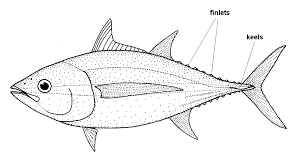 Image result for Thunnus obesus