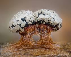 Attēlu rezultāti vaicājumam “Diderma radiatum”