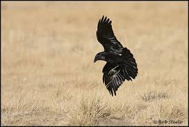 Attēlu rezultāti vaicājumam “Corvus corax adult”