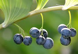 Attēlu rezultāti vaicājumam “Polygonatum multiflorum  fruit”