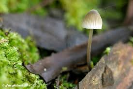 Attēlu rezultāti vaicājumam “Mycena filopes”