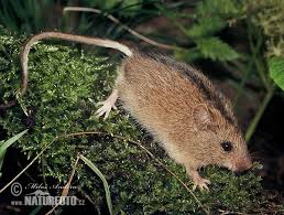 Attēlu rezultāti vaicājumam “Sicista betulina”