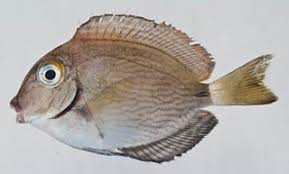 Image result for Acanthurus bahianus