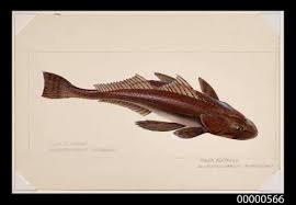 Image result for Platycephalus richardsoni