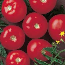 Attēlu rezultāti vaicājumam “Lycopersicon esculentum leaf”