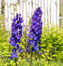 Image result for Rittersporn