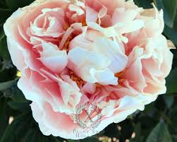 Image result for pontifex