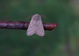 Attēlu rezultāti vaicājumam “Orthosia cruda”