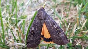 Attēlu rezultāti vaicājumam “Hadula trifolii”