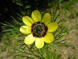 Image result for Adonis aestivalis