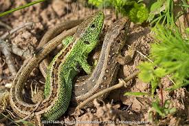 Attēlu rezultāti vaicājumam “Lacerta agilis female”