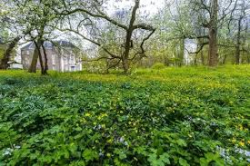 Attēlu rezultāti vaicājumam “Ranunculus auricomus”