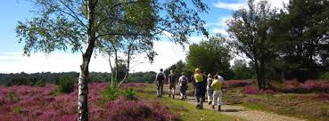 Image result for Mid Surrey Ramblers