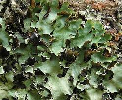 Attēlu rezultāti vaicājumam “Cetrelia olivetorum”