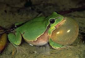 Attēlu rezultāti vaicājumam “Hyla arborea adult”