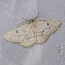 Attēlu rezultāti vaicājumam “Charissa ambiguata”