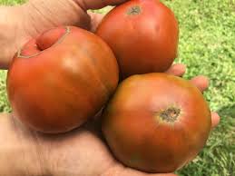 Afbeeldingsresultaat voor cherokee purple tomato
