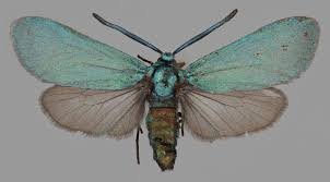 Attēlu rezultāti vaicājumam “Adscita statices”