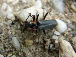 Attēlu rezultāti vaicājumam “Cantharis obscura”