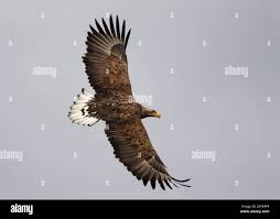 Image result for Haliaeetus albicilla