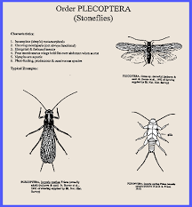 Attēlu rezultāti vaicājumam “Plecoptera”