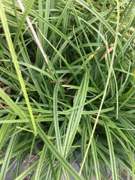 Attēlu rezultāti vaicājumam “Carex loliacea”